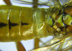 Tenthredopsis nassata