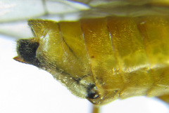Tenthredopsis nassata