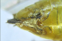 Tenthredopsis nassata