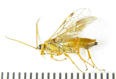 Tenthredopsis nassata