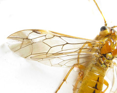 Tenthredopsis nassata