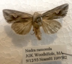 Nedra ramosula