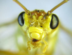 Tenthredopsis nassata