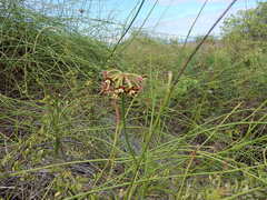 Funastrum angustissimum