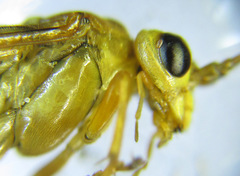 Tenthredopsis nassata