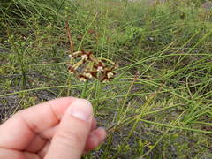 Funastrum angustissimum
