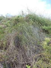 Funastrum angustissimum