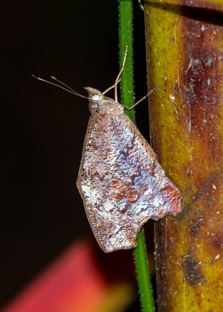 Amphidecta pignerator