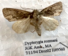 Dypterygia rozmani