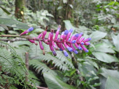 Aechmea gamosepala