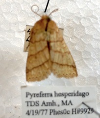 Pyreferra hesperidago
