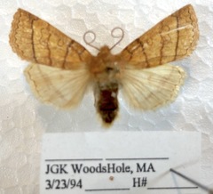 Pyreferra hesperidago