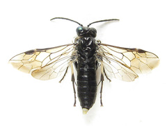 Macrophya albipuncta