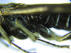 Macrophya albipuncta