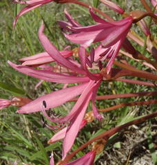 Brunsvigia gregaria