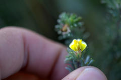 Aspalathus eustonbrownii