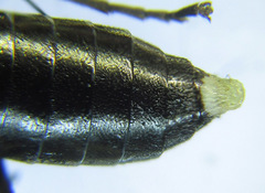 Macrophya albipuncta