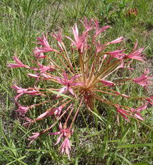 Brunsvigia gregaria
