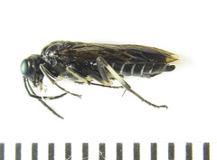 Macrophya albipuncta