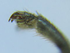 Macrophya albipuncta