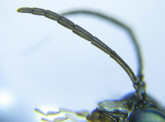 Macrophya albipuncta