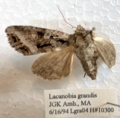 Lacanobia grandis
