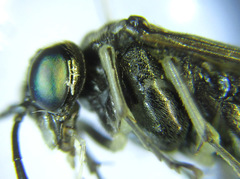 Macrophya albipuncta