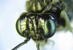 Macrophya albipuncta