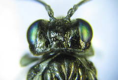 Macrophya albipuncta