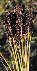 Elegia galpinii