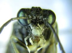 Macrophya albipuncta