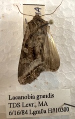 Lacanobia grandis