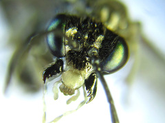 Macrophya albipuncta