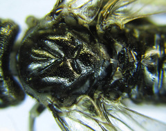 Macrophya albipuncta