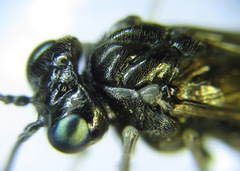 Macrophya albipuncta