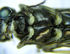Macrophya albipuncta