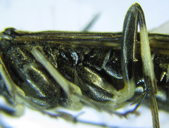 Macrophya albipuncta