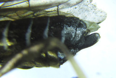 Macrophya albipuncta