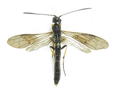 Calameuta pallipes
