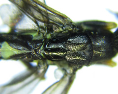 Calameuta pallipes