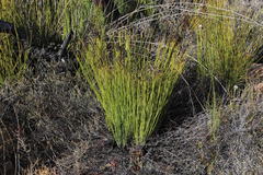 Elegia galpinii