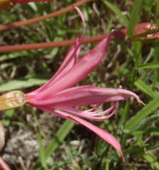Brunsvigia gregaria