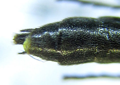 Calameuta pallipes