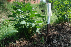 Canavalia ensiformis