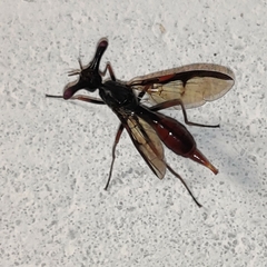 Pseudopelmatops