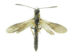 Calameuta pallipes