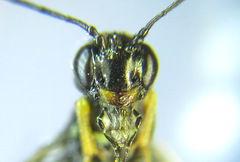 Calameuta pallipes