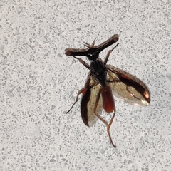 Pseudopelmatops