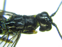 Calameuta pallipes
