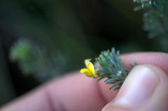 Aspalathus eustonbrownii